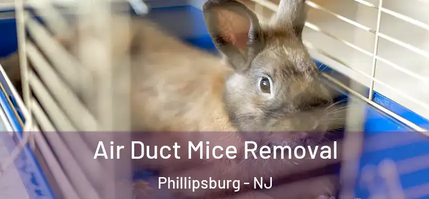  Air Duct Mice Removal Phillipsburg - NJ